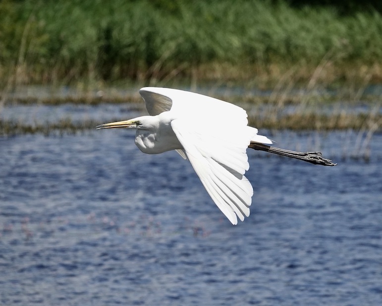 great white egret